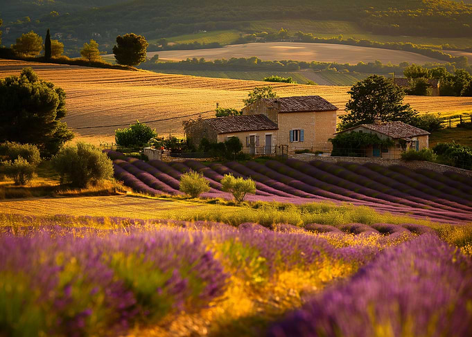 lavender fields