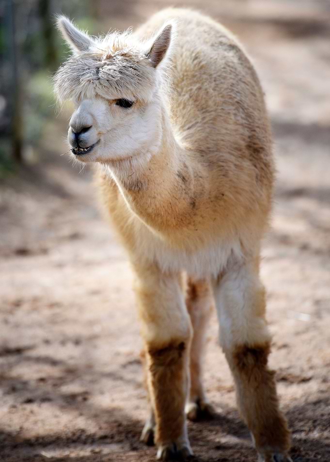 Alpaca