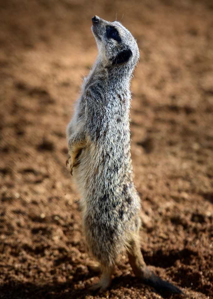 Meerkat
