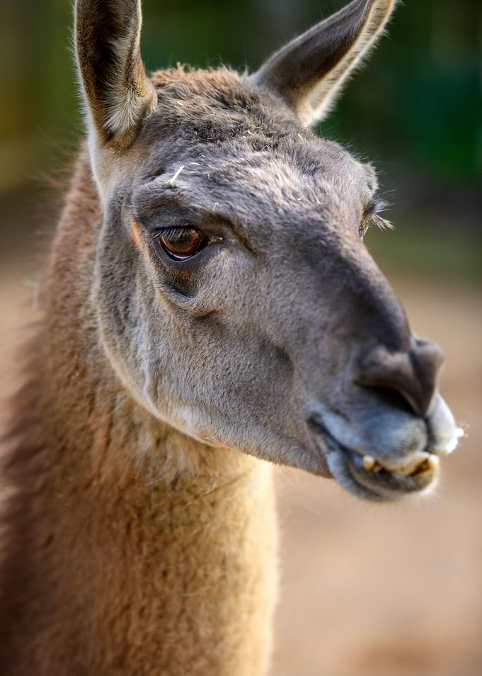 Lama