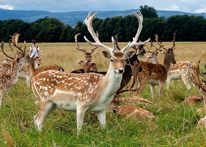 Red Deers