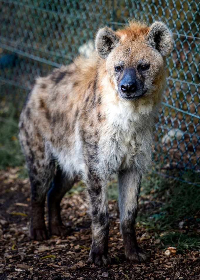 Hyena