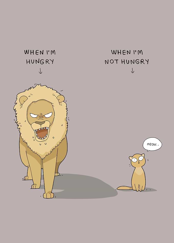 Funny Animals