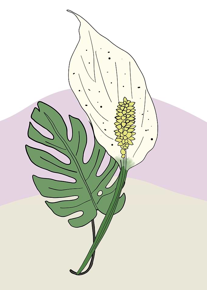 Interior white plant 2