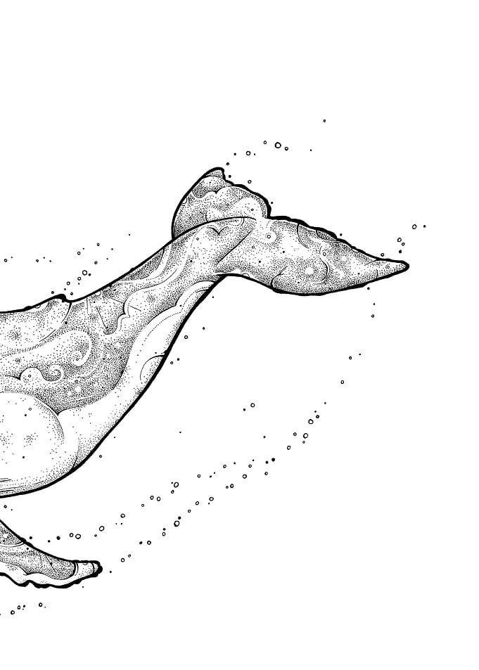 Humpback Whale Part 2 Back
