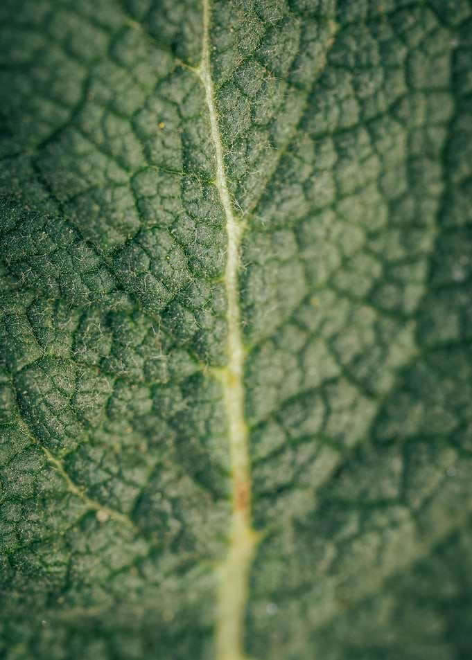 Leaf