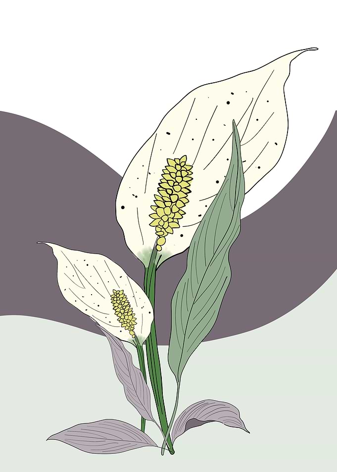 Plants garden