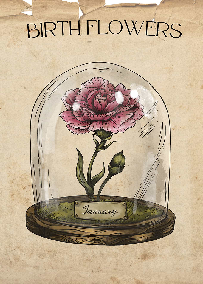 January Carnation flower
