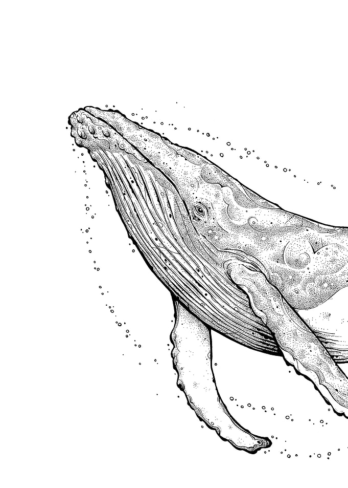 Humback Whale Part 1 Front