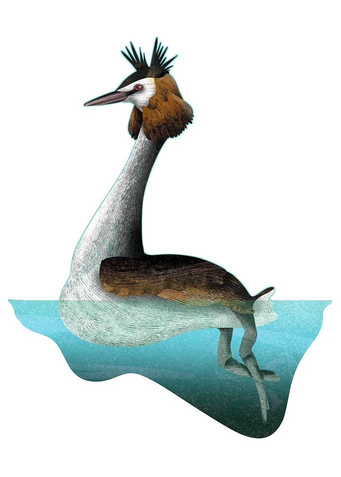 Australasian crested grebe