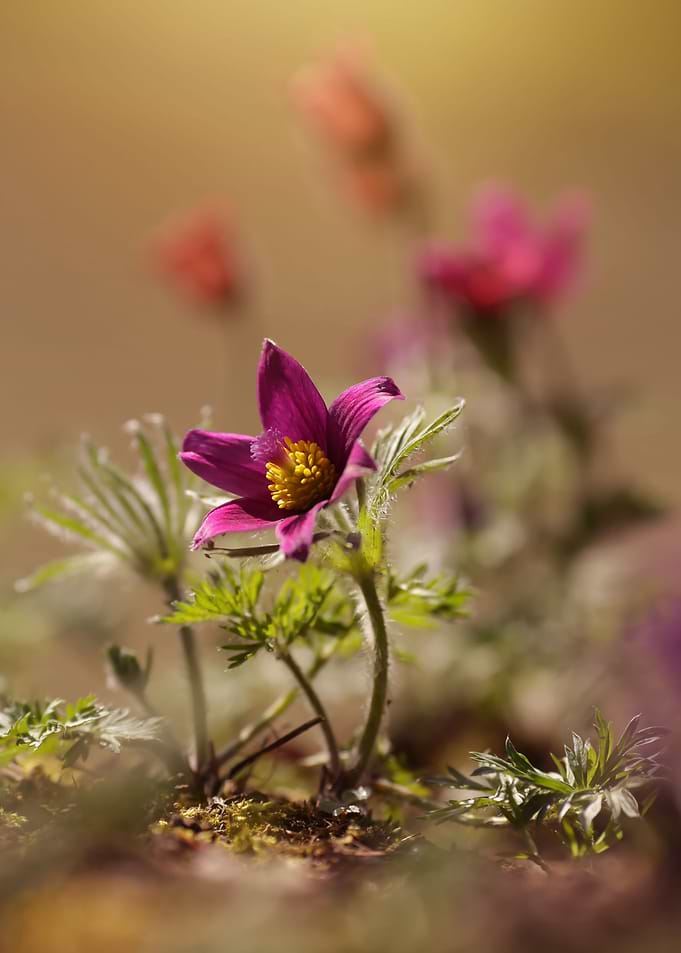 Spring flowers
