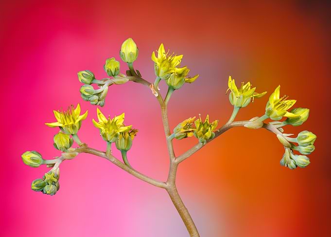 Echeveria succulent