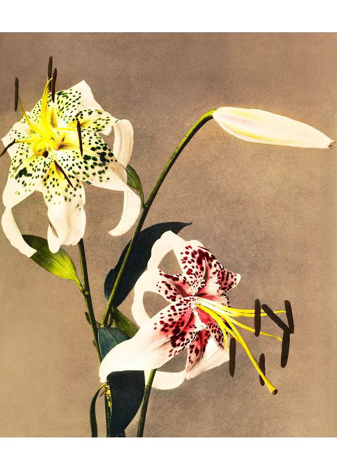 Lily