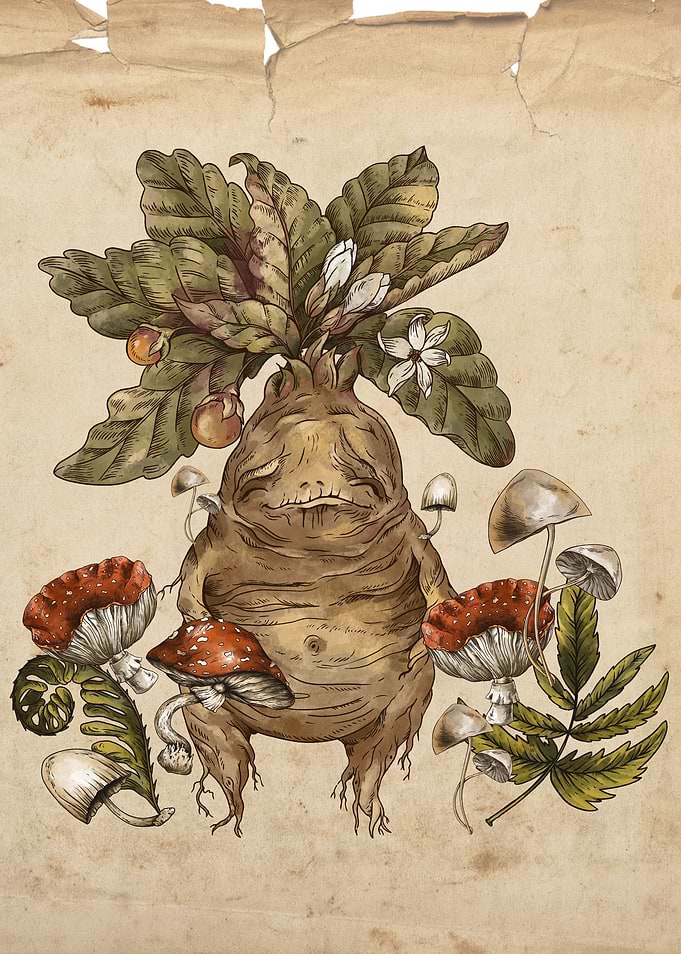 mandragora mushroom forest