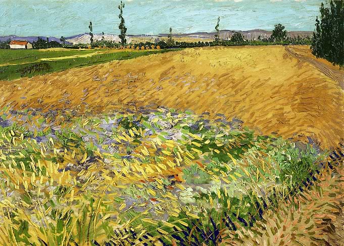 Wheatfield