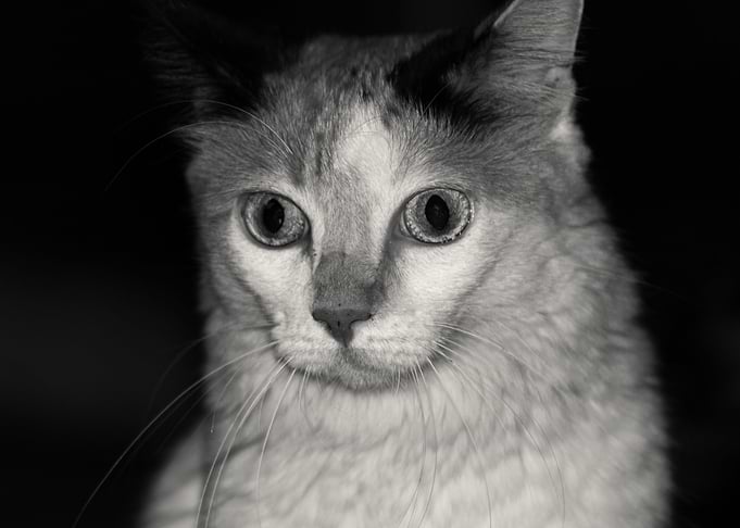 focus on a cute cat