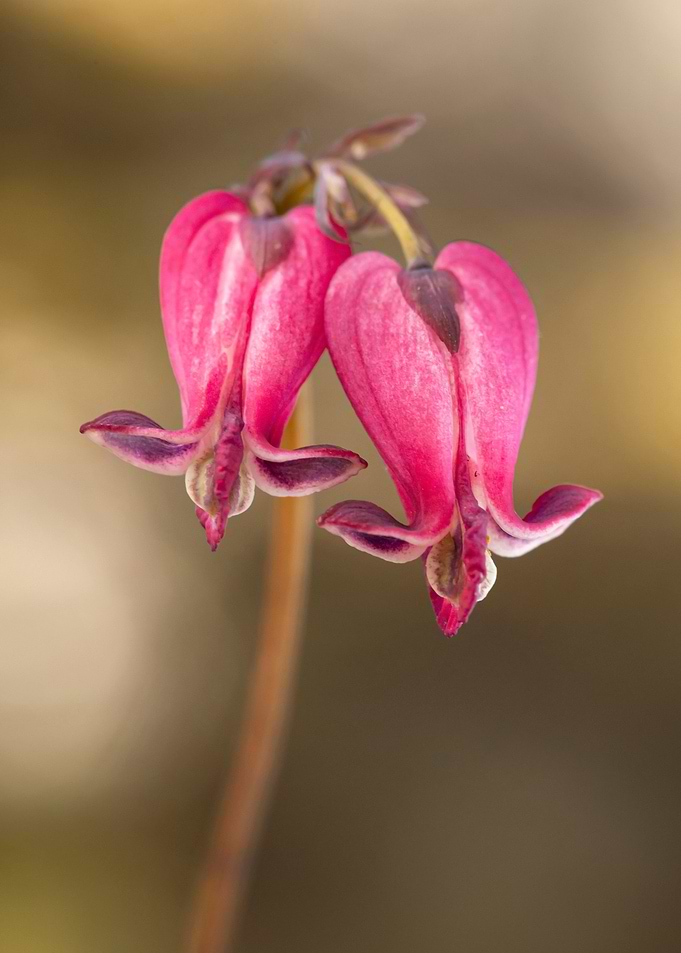 Spring flowers