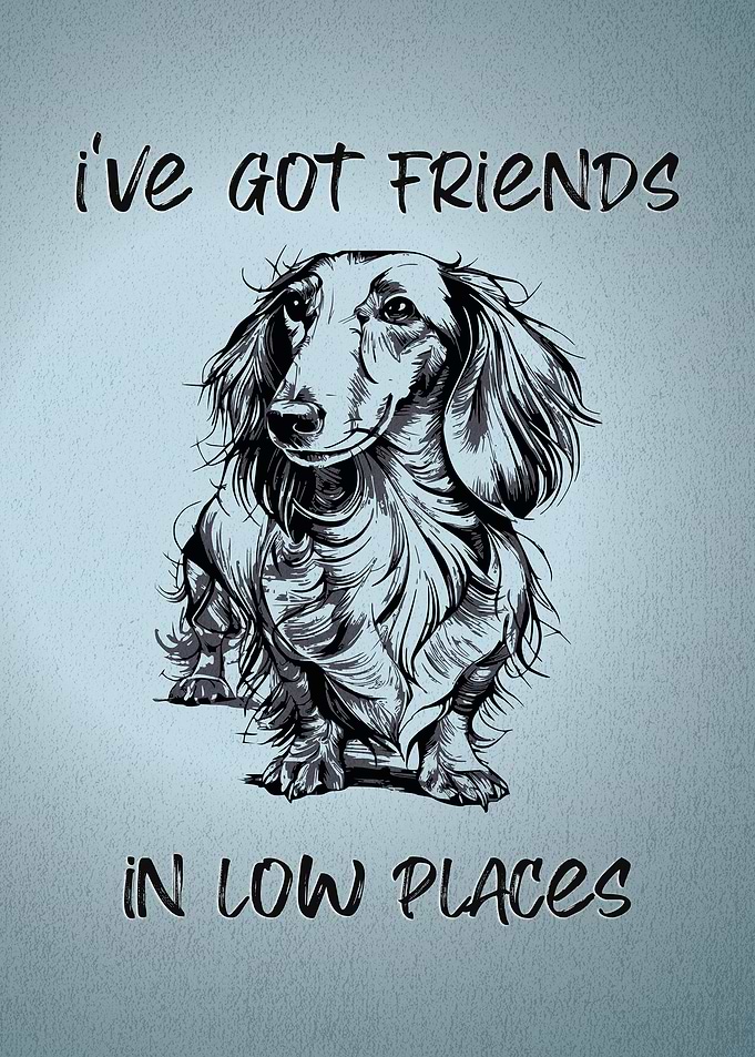 Cute Long Haired Dachshund