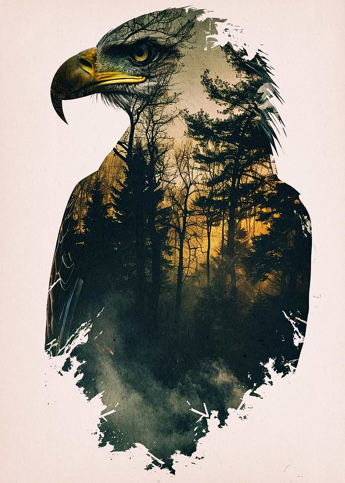 eagle bird animal