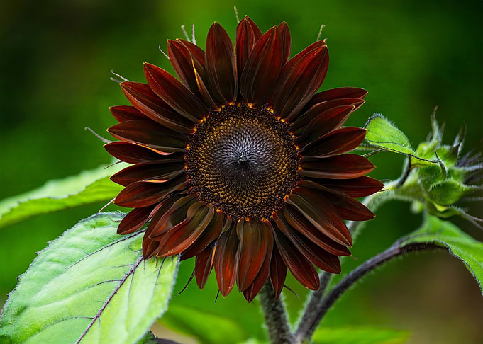 Sunflower Splendor