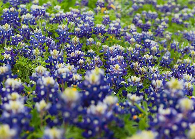 Bluebonnets