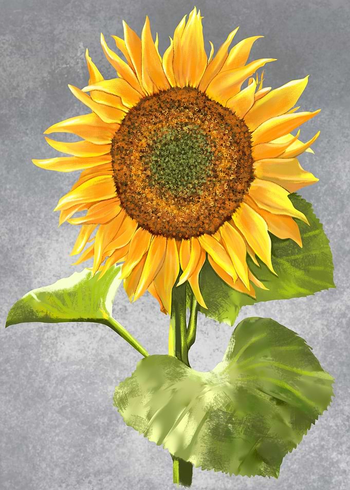 sunflower