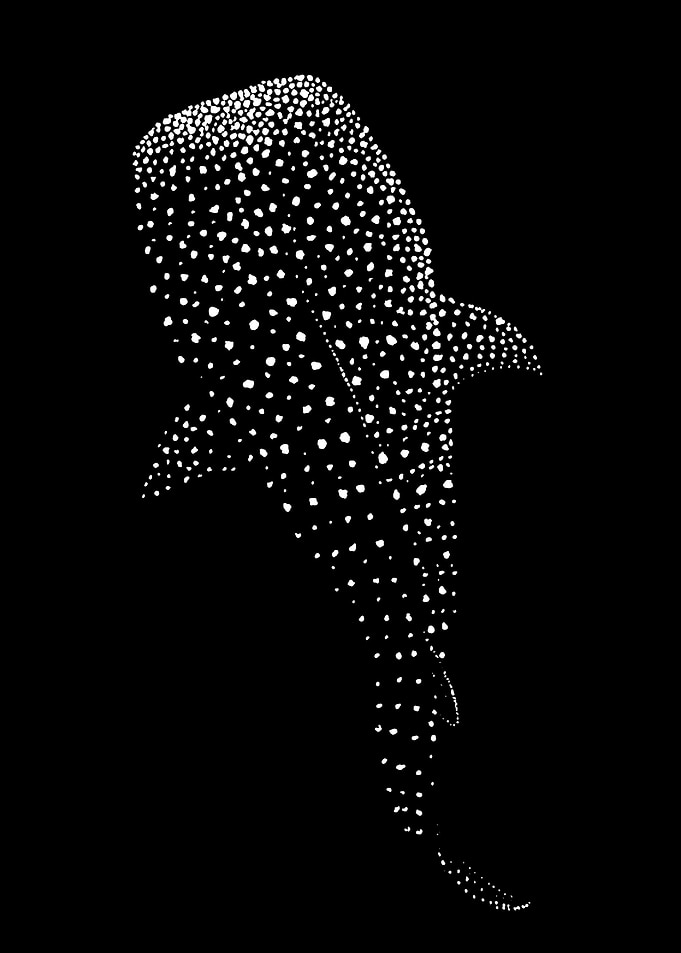 Whale
