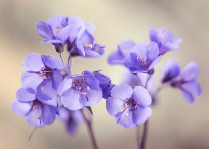 Spring flowers