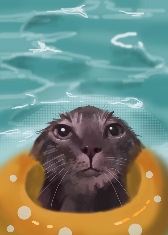 wet cat in the pool