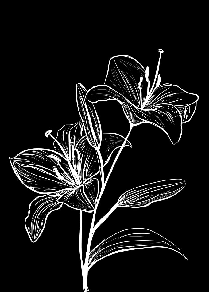 Lily White on Black
