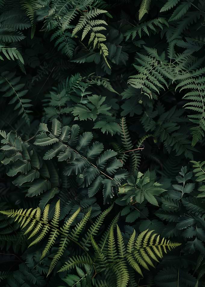 Green Fern Plants