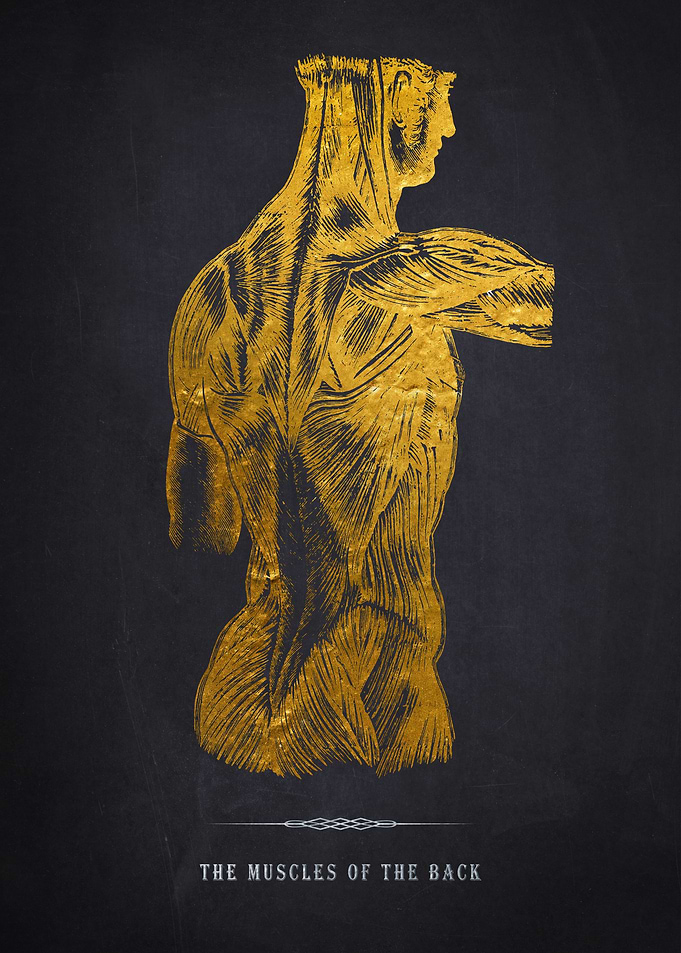 Back Anatomy