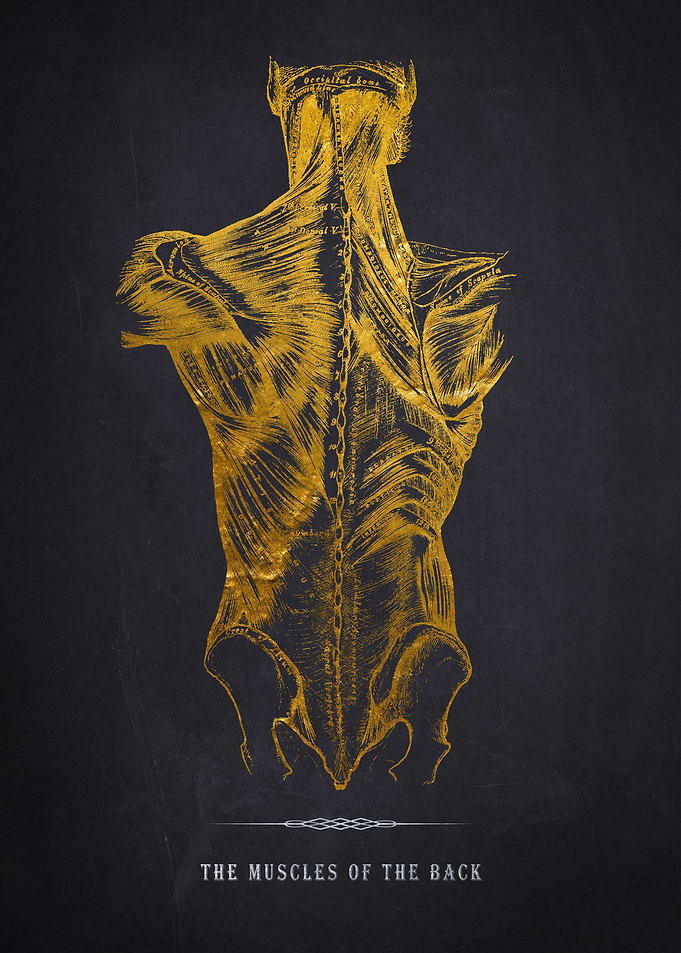 Back Muscles Anatomy