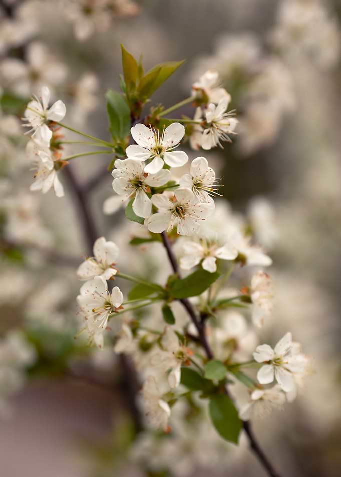 Cherry flowers