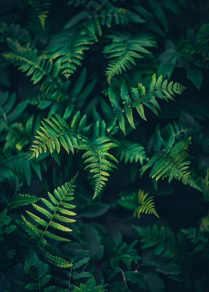 Green Fern Plants