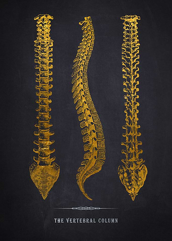 Vertebral column