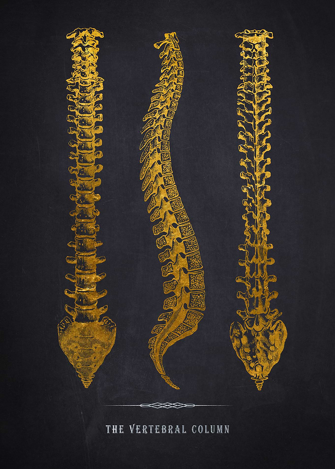 Vertebral column