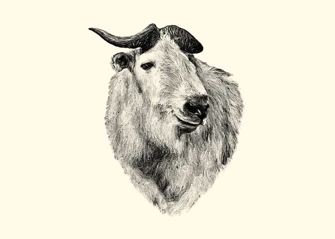 Takin