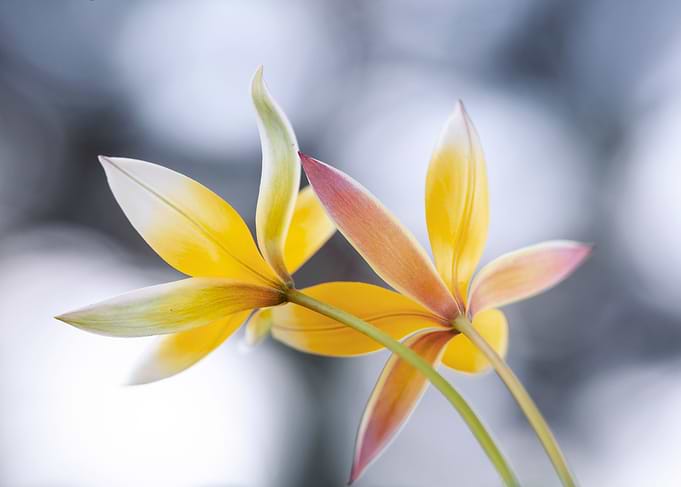 Botanical Tulips