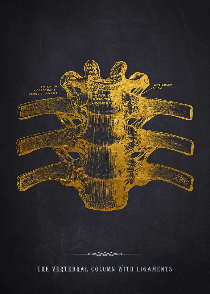 Vertebral Column