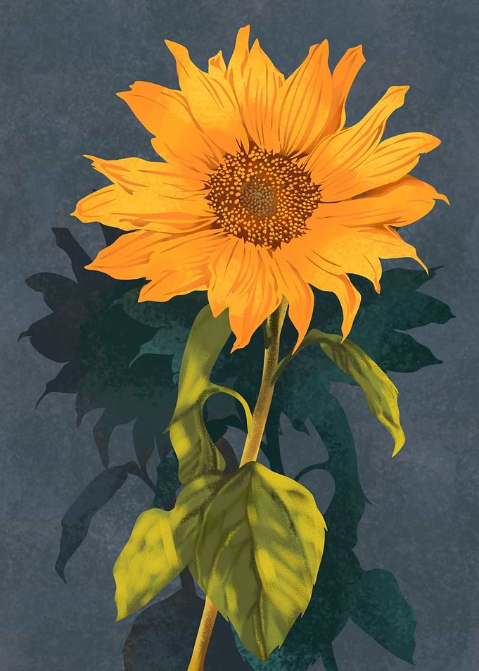 sunflower