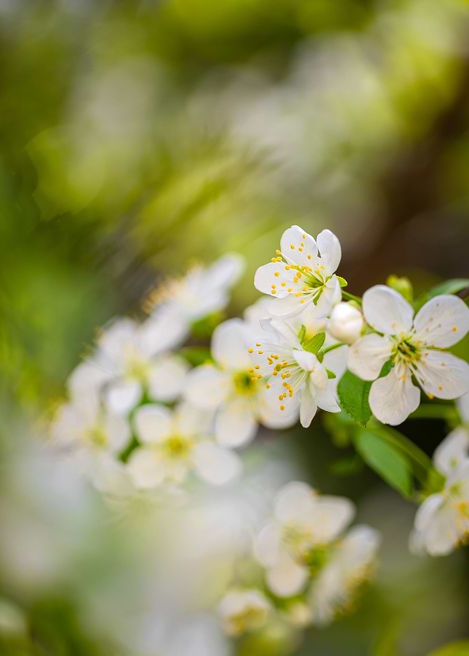White cherry blossom