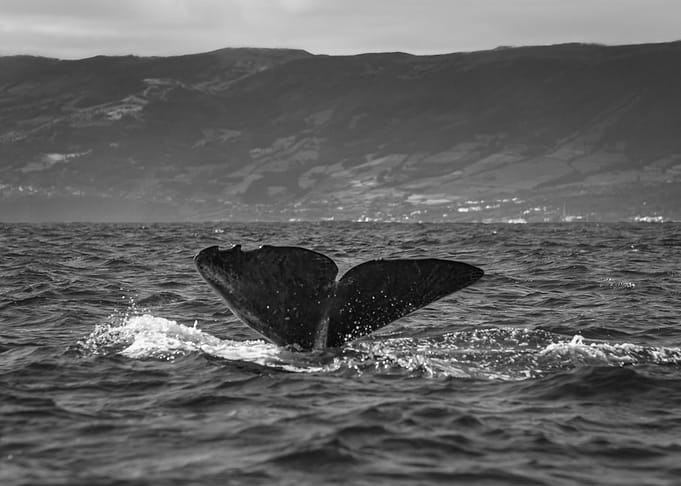 Sperm Whale Fluke