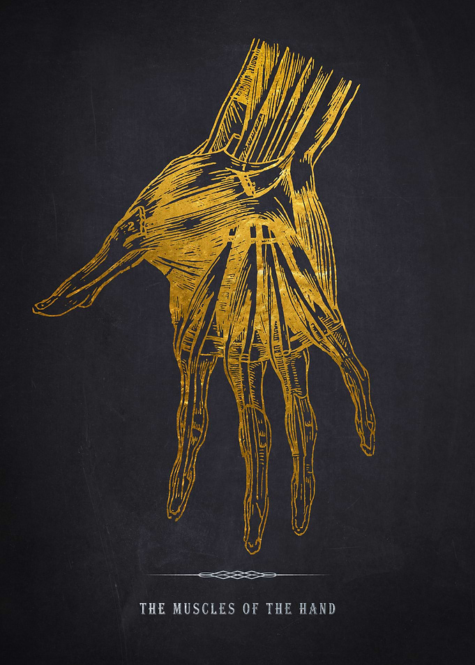 Muscles of the Hand