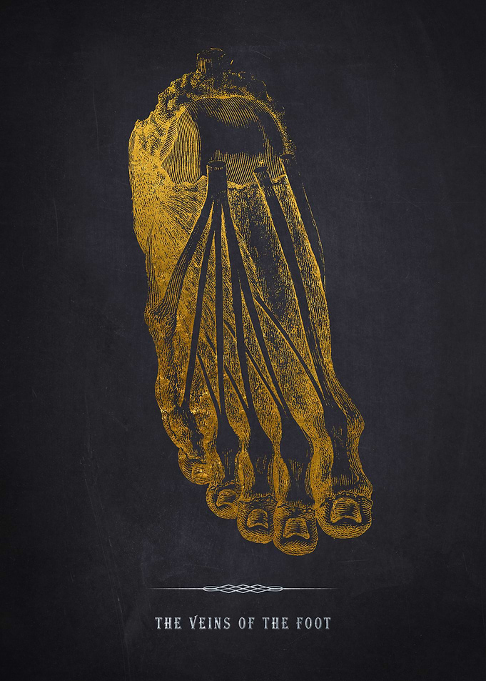 Veins of the foot