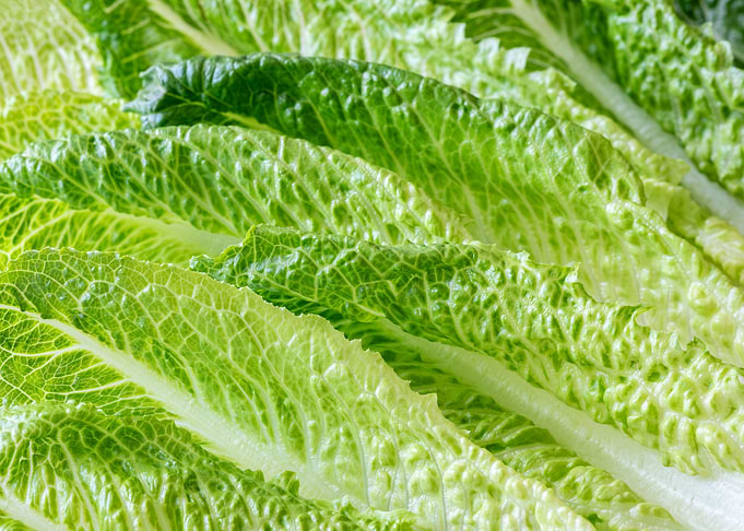 Romaine lettuce leaves