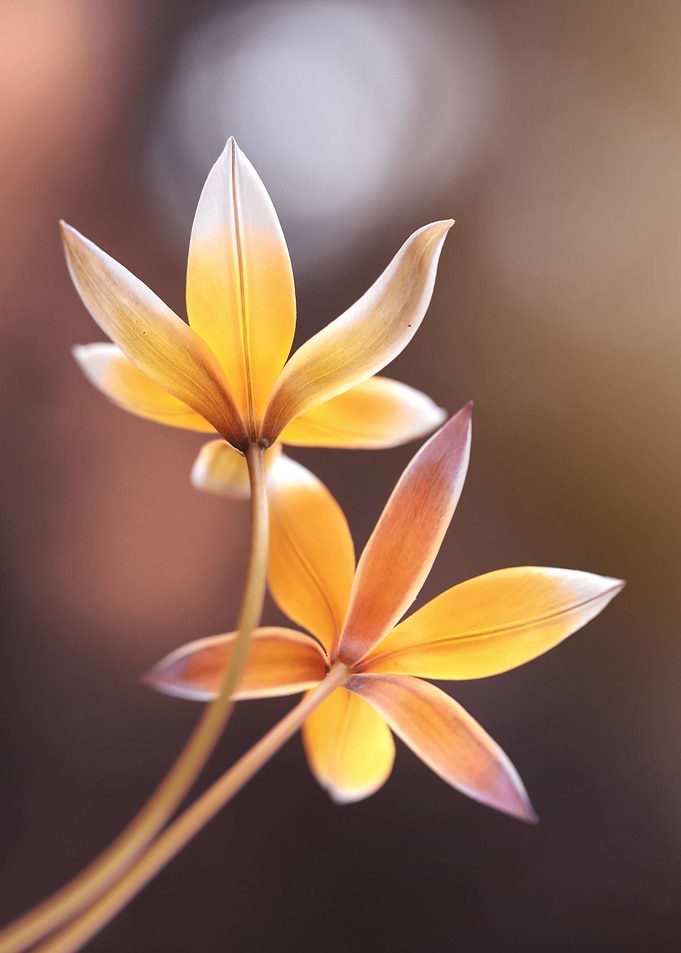Botanical Tulips