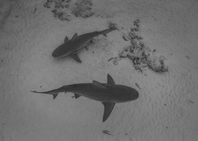 Two Mexican Bull Sharks