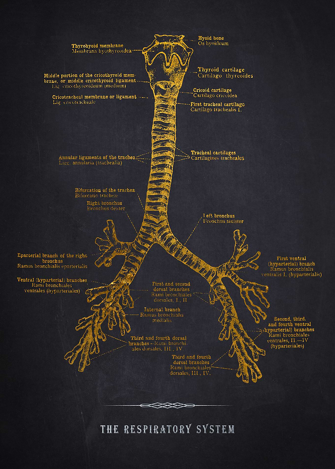Respiratory system