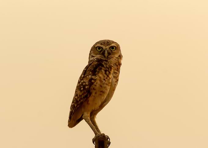 owl on a fence at sunset